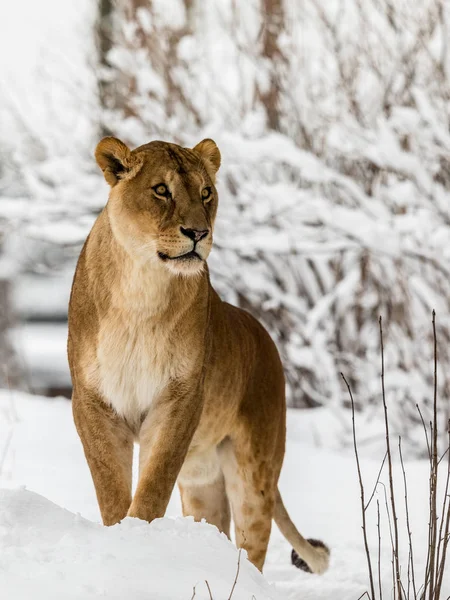 Aslan, Panthera leo, karda duran lionesse. Dikey görüntü, karlı ağaçların içinde belgili tanımlık geçmiş