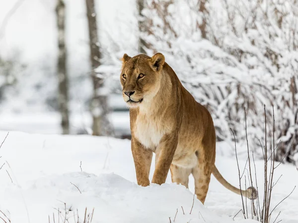 Leone, Panthera leo, leonesse in piedi nella neve, guardando a sinistra. Immagine orizzontale, alberi innevati sullo sfondo — Foto Stock