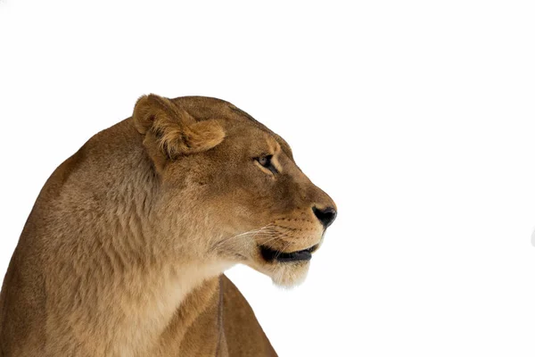 Leão, Panthera leo, retrato lionesse sobre fundo branco — Fotografia de Stock