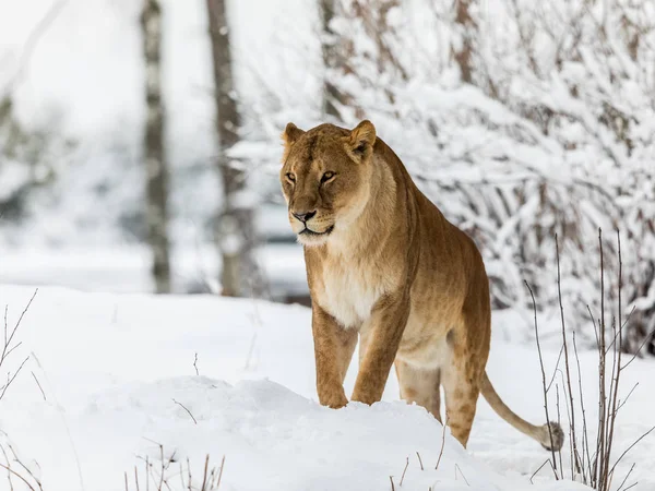 Leão, Panthera leo, leoa em pé na neve, olhando para a esquerda. Imagem horizontal, árvores nevadas no fundo — Fotografia de Stock