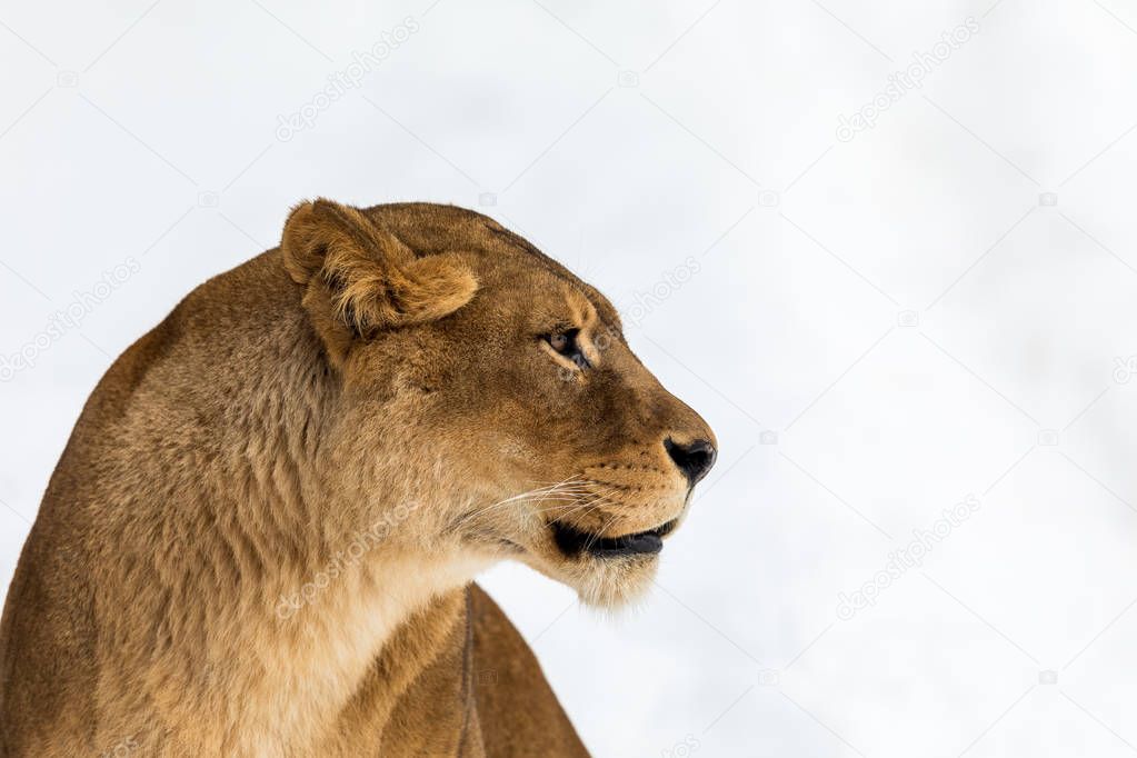 Female lion, Panthera leo, lionesse portrait, head on bright, soft background