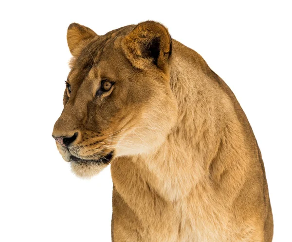 Dişi aslan, Panthera leo, lionesse portre, baş ve omuzlar beyaz arka plan üzerinde