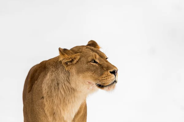 Leone femmina, Panthera leo, leonesse ritratto, testa su sfondo luminoso, morbido — Foto Stock