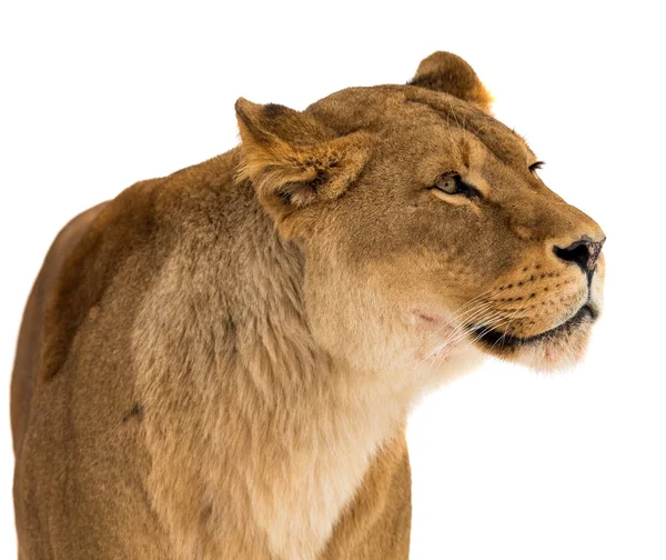 Aslan, Panthera leo, beyaz arka plan üzerinde lionesse portre