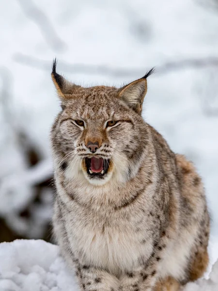 Lince euroasiático, lince lince, en la nieve, bostezando —  Fotos de Stock