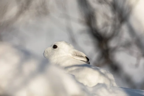 冬の毛皮、Setesdal、ノルウェーの雪に覆われた冬の風景の中に隠れての野兎、山ウサギ — ストック写真