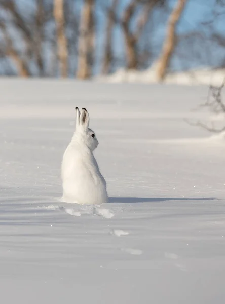 La liebre de montaña, Lepus timidus, en pelaje de invierno, sentado en la nieve, mirando a la derecha, en el paisaje nevado de invierno con abedules y cielo azul, en Setesdal, Noruega, imagen vertical — Foto de Stock