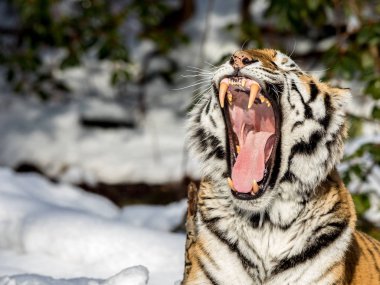 Sibirya kaplanı, Panthera tigris altaica, büyük bir esneme açık ağız, dişler ve dil gösteren. Yerde kar. sol taraftaki metin için yer