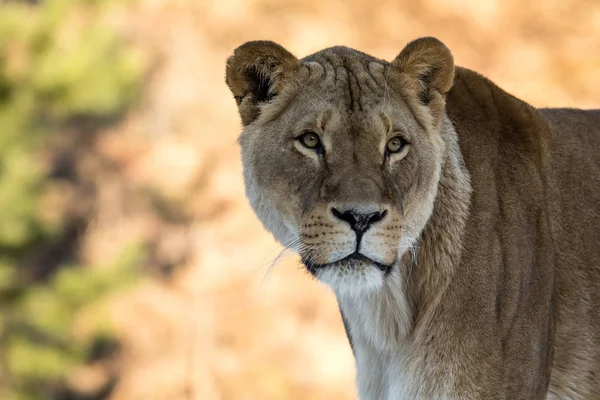 Leão fêmea, Panthera leo, retrato lionesse, olhando ligeiramente para a direita. Suave, fundo iluminado pelo sol, espaço para texto no lado esquerdo — Fotografia de Stock