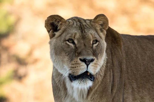 Leone femmina, Panthera leo, leonessa ritratto, guardando leggermente a destra. Soft, sfondo illuminato dal sole — Foto Stock