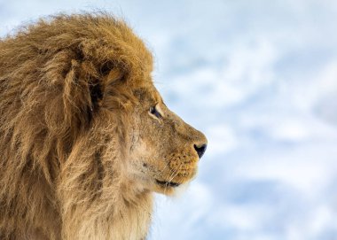Male lion with mane, Panthera leo, lion portrait on bright, soft background, lion looking to the right. clipart