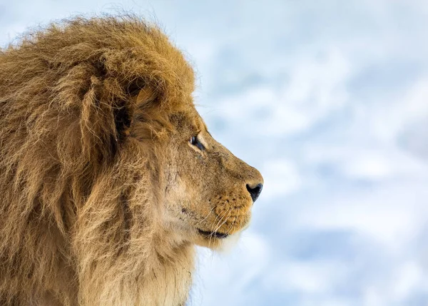 Hím oroszlán sörény, Panthera leo, oroszlán álló háttéren világos, puha, oroszlán néz jobbra. — Stock Fotó