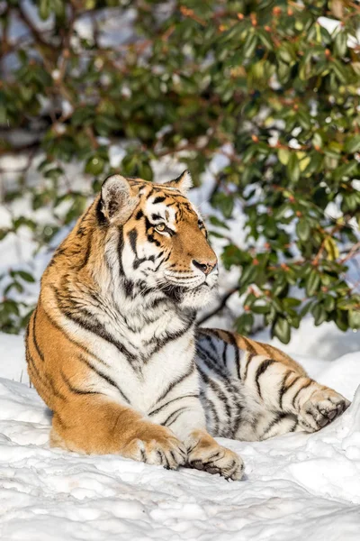 Tigre siberiano, Panthera tigris altaica, descansando na neve na floresta. Olhando para a câmera . — Fotografia de Stock