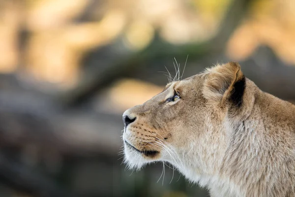 Leone femmina, Panthera leo, leonessa ritratto, profilo della testa su sfondo morbido, guardando a sinistra, con spazio per il testo sul lato sinistro — Foto Stock
