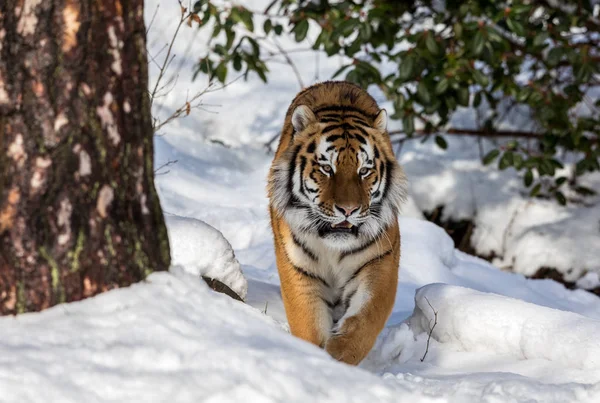 시베리아 호랑이, 동굴 티그리스 altaica, 겨울 숲에 눈에서 카메라를 향해 걸어. — 스톡 사진