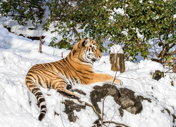 시베리아 호랑이, 동굴 티그리스 altaica, 숲에서 눈에 휴식. 동물원. — 스톡 사진