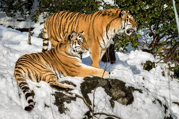 2 시베리아 호랑이, 동굴 티그리스 altaica, 남성 및 여성 숲에 눈에 휴식 동물원. — 스톡 사진