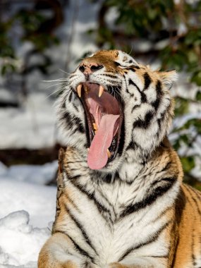 Sibirya kaplanı, Panthera tigris altaica, büyük bir esneme açık ağız, dişler ve dil gösteren. Yerde kar. Dikey görüntü.