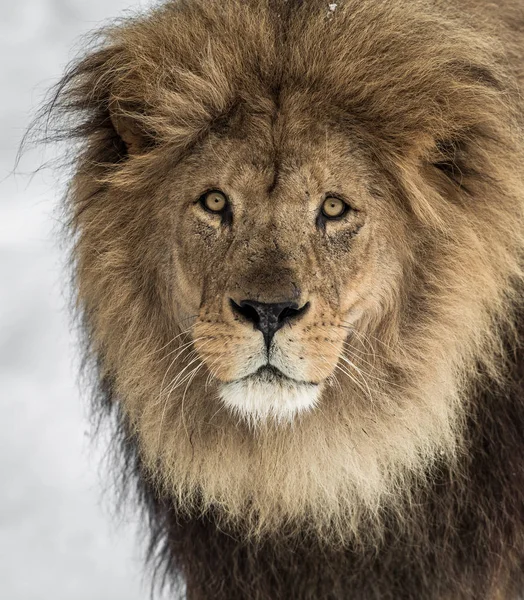 Hím oroszlán, oroszlán, oroszlán álló háttéren világos, puha, oroszlán nézett kamera — Stock Fotó