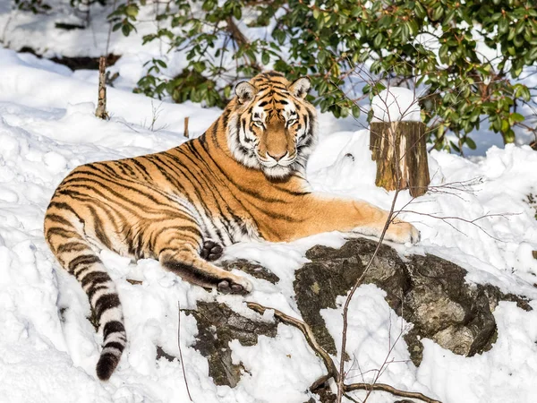 시베리아 호랑이, 동굴 티그리스 altaica, 숲에서 눈에 휴식. 카메라를 보고. — 스톡 사진