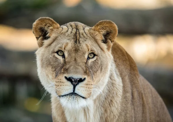 Leone femmina, Panthera leo, leonessa ritratto, guardando in macchina fotografica con sfondo morbido — Foto Stock