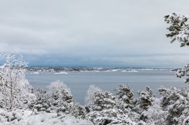 Güzel kış günü, Kristiansand, Norveç'te Odderoya. Çam ağaçları karla kaplı. Adalar içinde belgili tanımlık geçmiş ve okyanus.