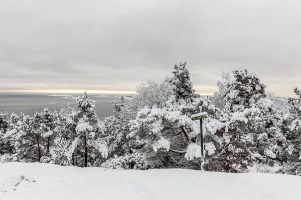 Belle journée d'hiver à Odderoya à Kristiansand, Norvège. Des pins couverts de neige, une pancarte pointant vers le café devant la pinède. L'océan en arrière-plan . — Photo
