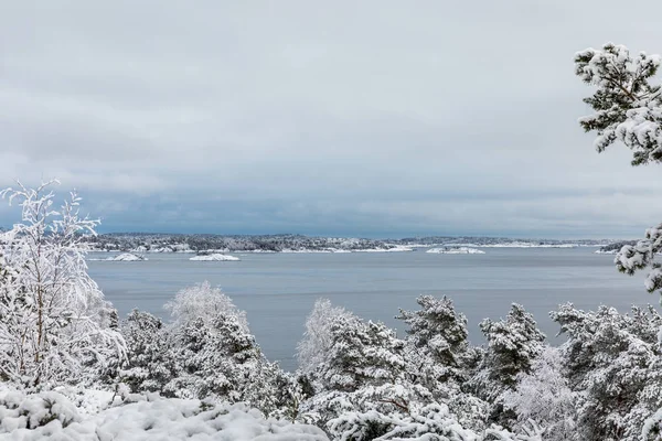 Belle journée d'hiver à Odderoya à Kristiansand, Norvège. Pins couverts de neige. L'océan et l'archipel en arrière-plan . — Photo