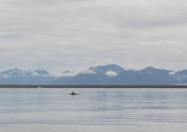 Minke whale, Balaenoptera acutorostrata, surface. Isfjorden, Svalbard — Stock Photo, Image