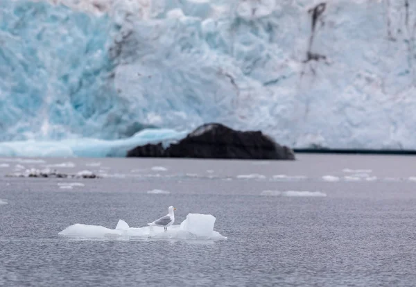 Glaucous gull, Larus hyperboreus, sitting on a small iceberg in front of a glacier at Svalbard, Norway — Stock Photo, Image