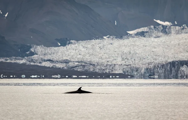 Minke whale, Balaenoptera acutorostrata, with a glacier in the background. Isfjorden, Svalbard — Stock Photo, Image