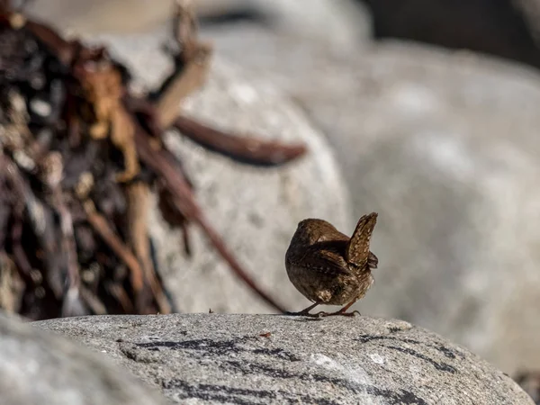Backside and tail of the Eurasian wren, Troglodytes troglodytes. Bird sitting on a rock, seaweed and rocks in the background. — Stock Photo, Image