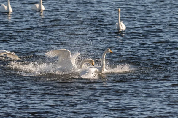 Whooper swans, Cygnus cygnus, fighting in the Hananger water at Lista, Norway — Stock Photo, Image