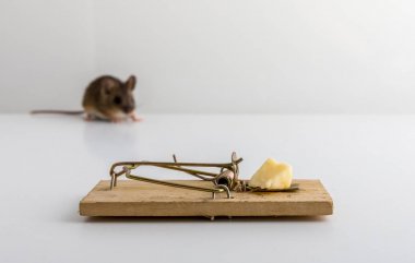 Fare kapanı peynir yem ve küçük bir ahşap fare, arka planda yak²n Apodemus sylvaticus,