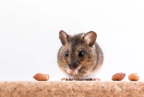 Vista lateral de um rato de madeira, Apodemus sylvaticus, sentado sobre um tijolo de cortiça com fundo claro, cheirando alguns amendoins — Fotografia de Stock