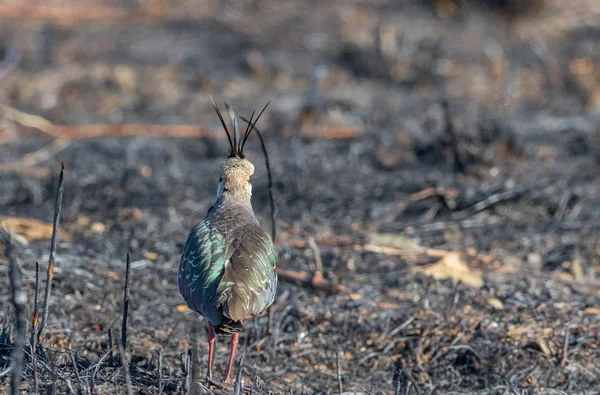 Северное крыло, Vanellus vanellus, вид сзади, стоящий на сожженном поле — стоковое фото