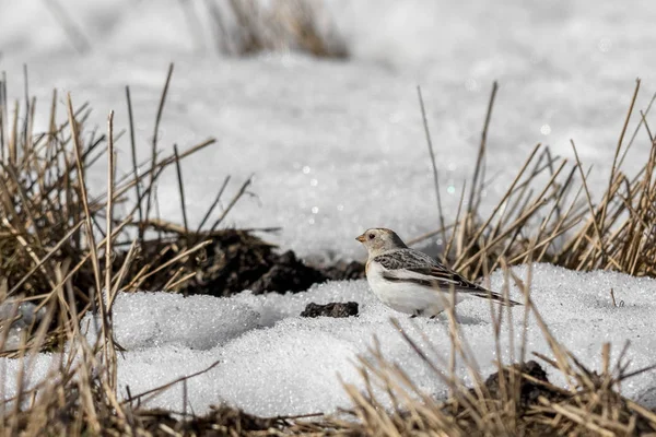 Снежная овсянка, Plectrophenax nivalis, сидя в снегу на поле весной — стоковое фото
