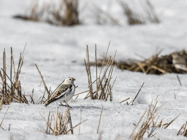 Snow bunting, Plectrophenax nivalis, sitting in snow on a field in spring — Stock Photo, Image