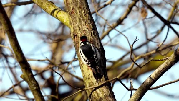 Buntspecht, männlicher Vogel auf Nahrungssuche im Baumstamm — Stockvideo