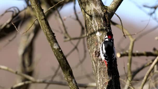 Nagy fakopáncs, hím madár ül egy fa törzse nézett körül, hierarchia, az élelmiszer, és végül repül ki. Csupasz fák tavasszal, napfény — Stock videók
