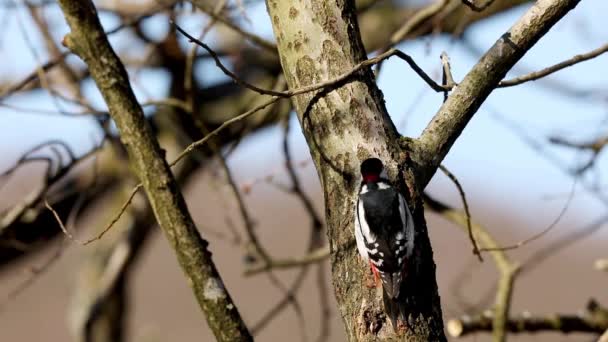Större hackspett, manlig fågel sitter på en trädstam som tittar. Kala träd på våren, solljus — Stockvideo