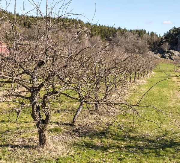 Fila di vecchi meli nudi in primavera, che crescono su terreni erbosi — Foto Stock