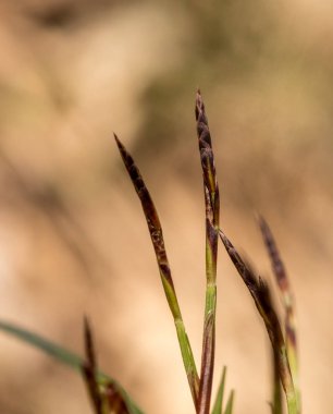 Parmaklı saz veya sormisara, Carex digitata. Woodland saz