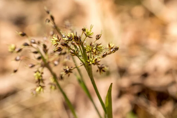 Hairy wood-rush, Luzula pilosa, flowering in april. Norway, Europe. — Stock Photo, Image