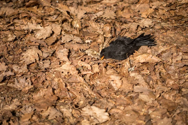 Tote Vögel liegen in abgestorbenen Eichenblättern. Amsel, Turdus merula, liegt in braunen Blättern auf dem Boden. — Stockfoto