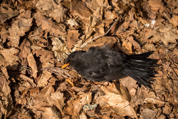 Dead bird in dead oak leaves. Blackbird, Turdus merula, lying in brown leaves on the ground. — Stock Photo, Image