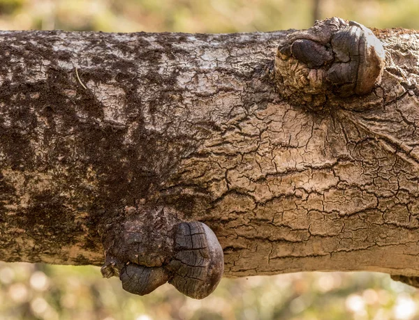 Phellinus tremulae, un hongo parásito poliporoso, que crece en el tronco de un álamo muerto, caído, Populus tremula . —  Fotos de Stock