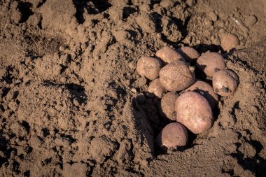 Güneşli bir günde dışarıda toprakta tohum patates. Kopya alanı.