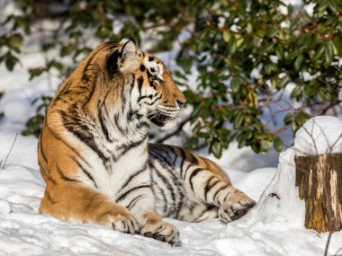 Sibirya kaplanı, Panthera tigris altaica, ormandaki karda dinleniyor. Kameraya bakarak.
