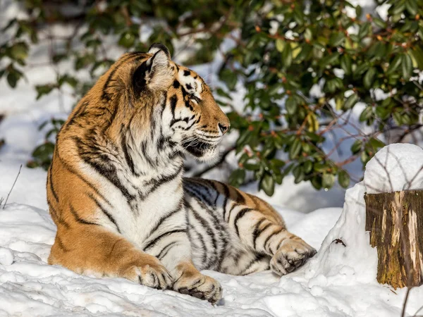 시베리아 호랑이, 동굴 티그리스 altaica, 숲에서 눈에 휴식. 카메라를 보고. — 스톡 사진